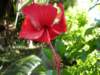 hibiskus_small.jpg