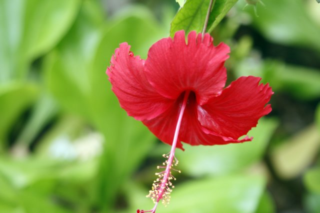 hibiskus.jpg